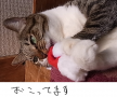 クリスマス猫2