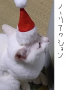 クリスマス猫3